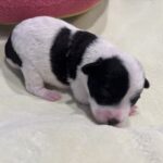 MOLLY – Miniature Schnoodle $2300