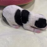 MOLLY – Miniature Schnoodle $2300