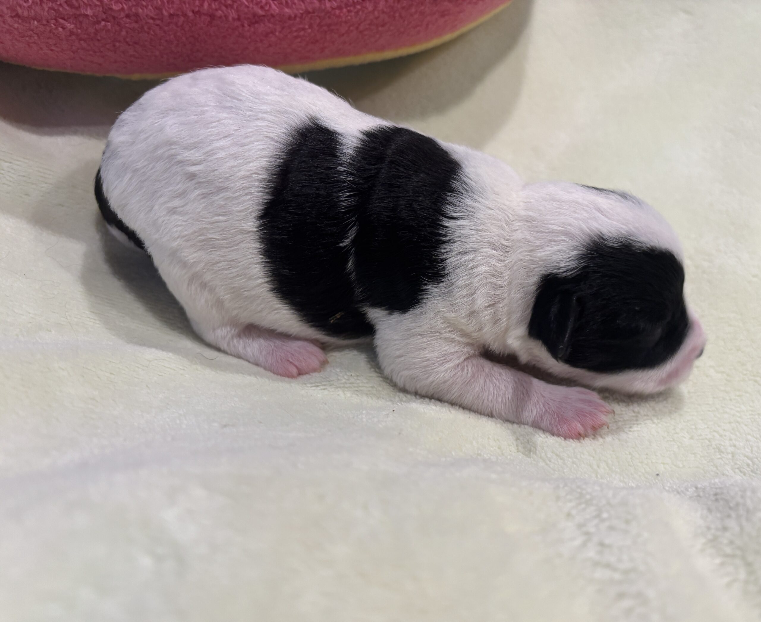 MOLLY – Miniature Schnoodle $2300