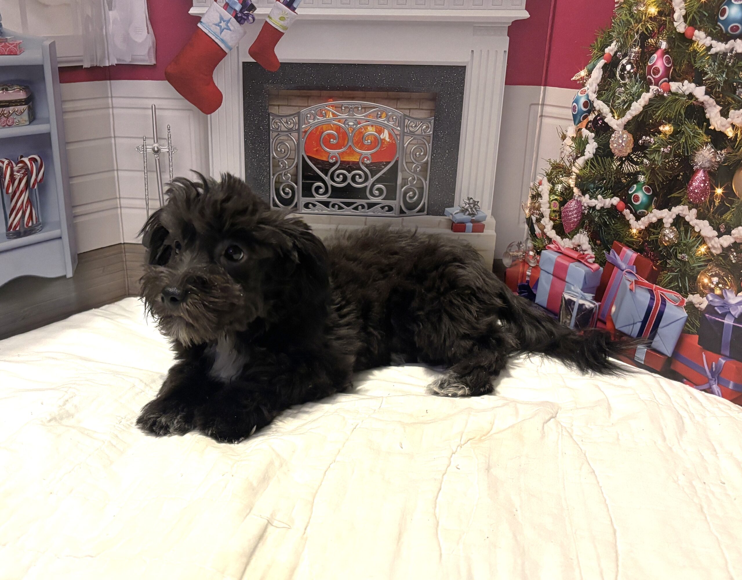 NOVA – Bichon Mix $1500