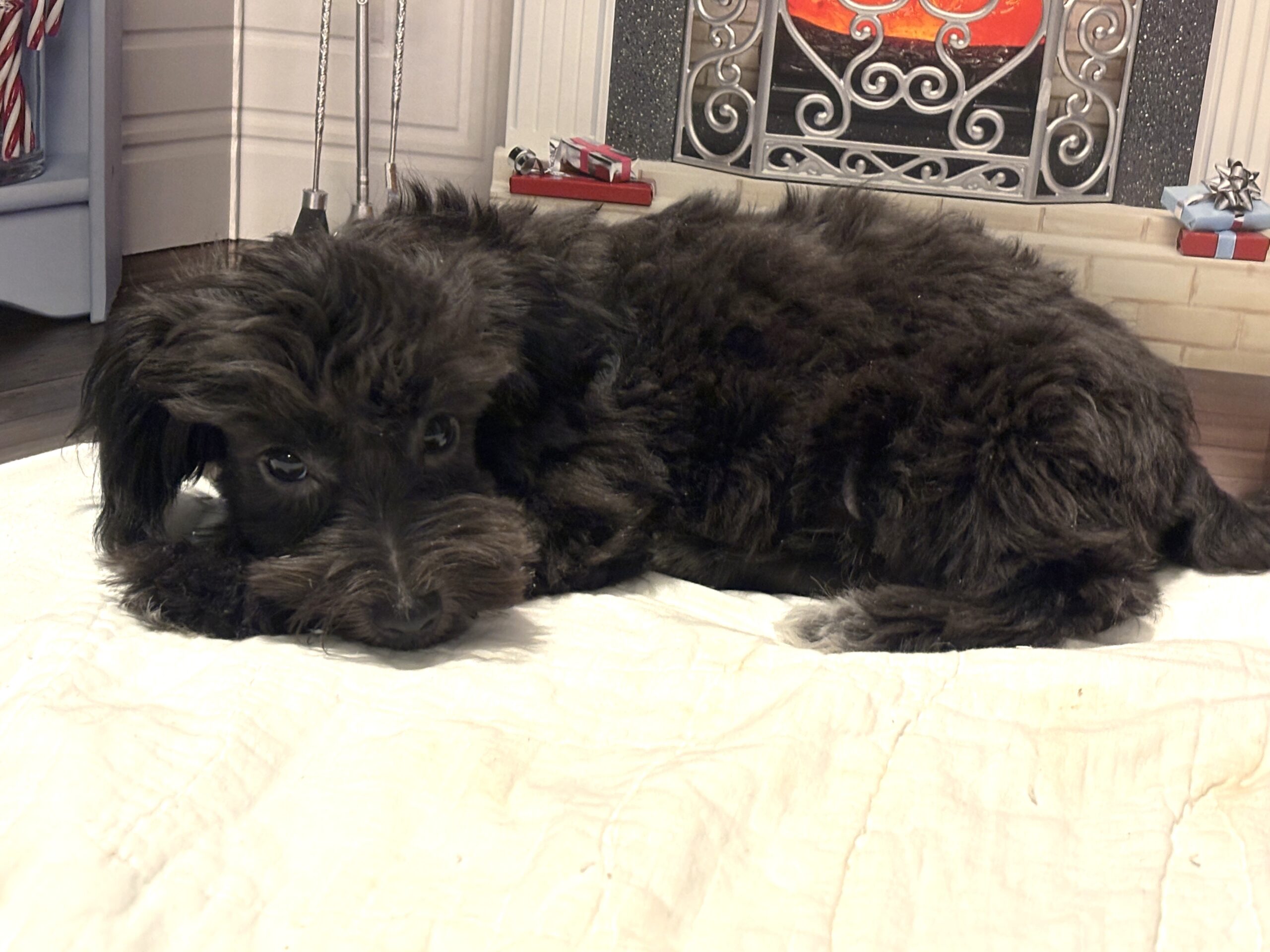 NOVA – Bichon Mix $1500