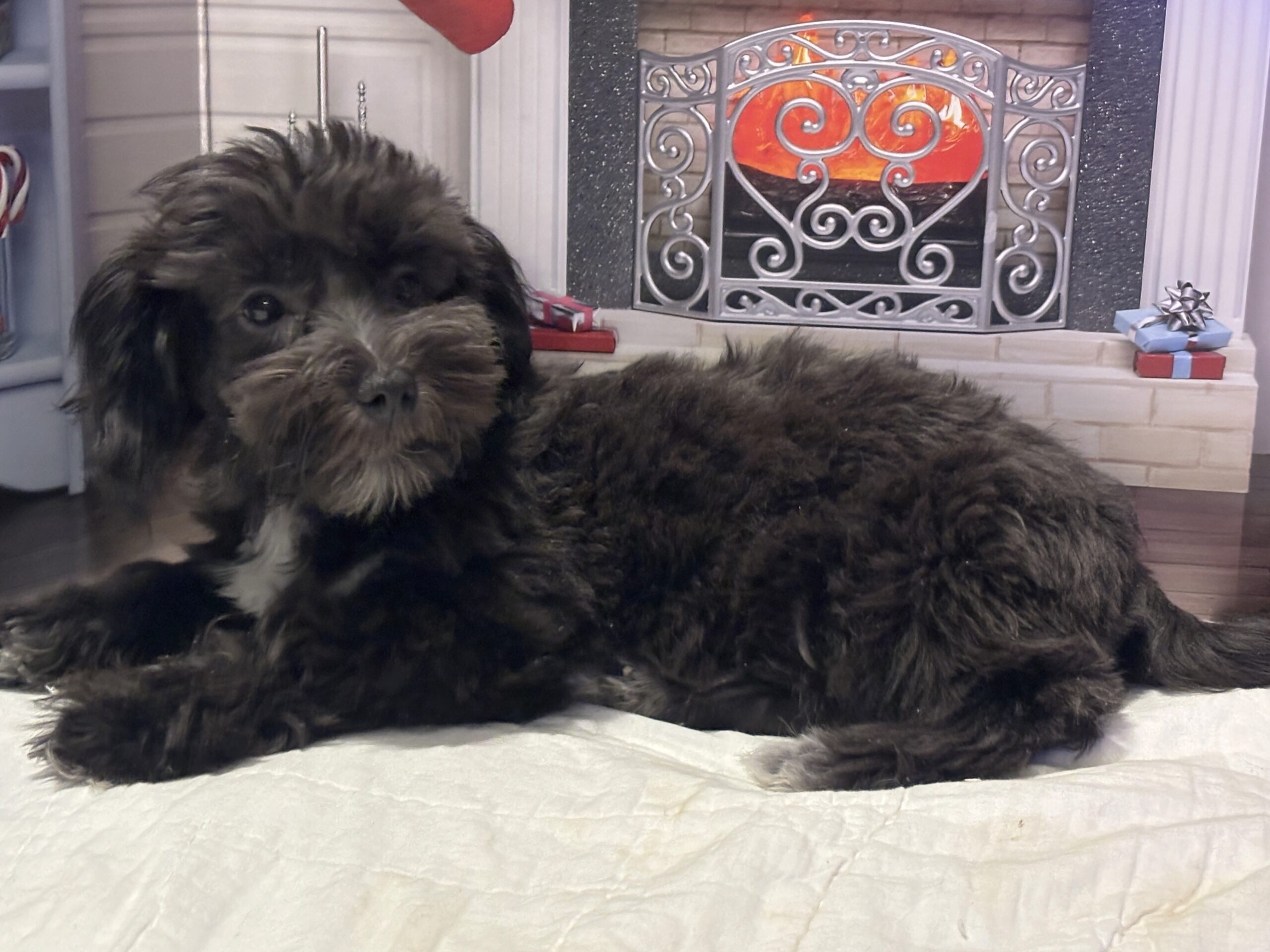 NOVA – Bichon Mix $1500