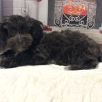 NOVA – Bichon Mix $1500