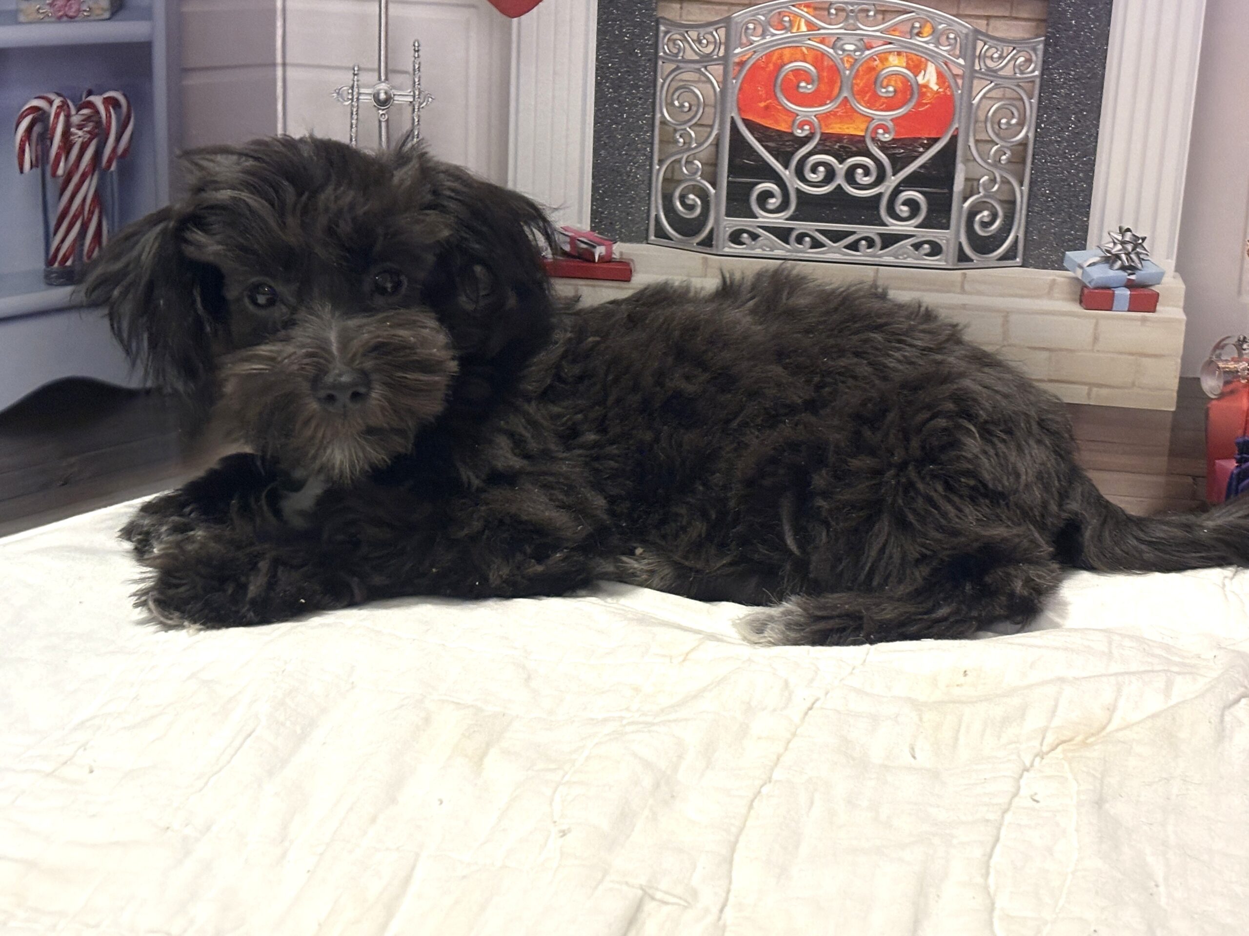 NOVA – Bichon Mix $1500