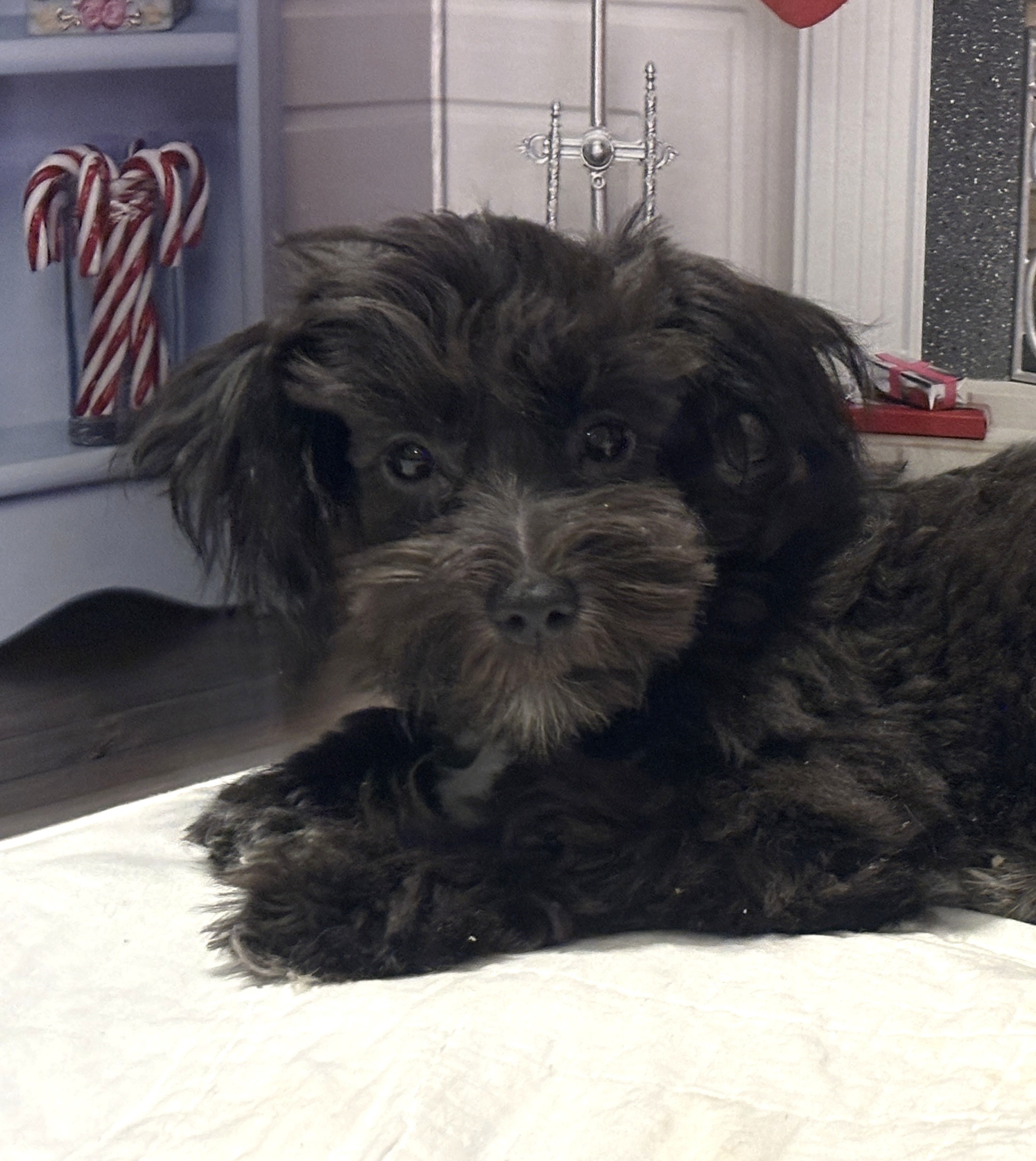 NOVA – Bichon Mix $1500