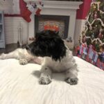 PANDORA – Bichon Mix $1500