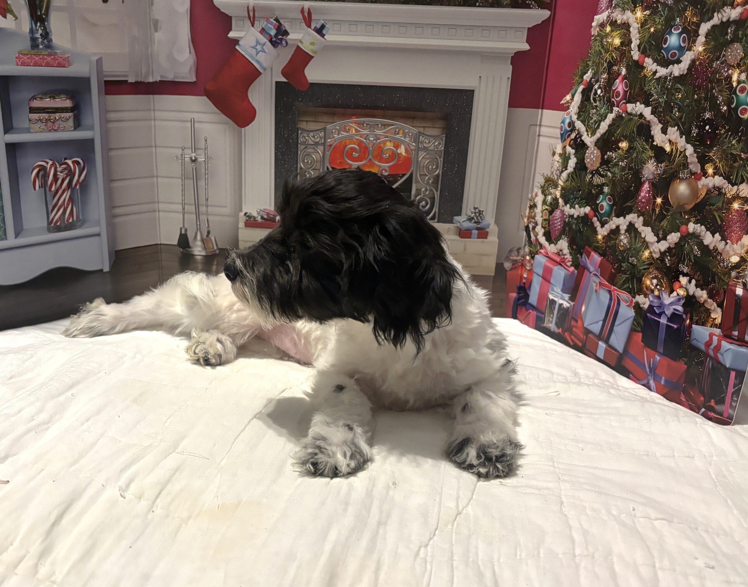 PANDORA – Bichon Mix $1500