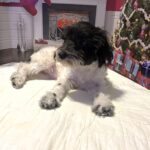 PANDORA – Bichon Mix $1500