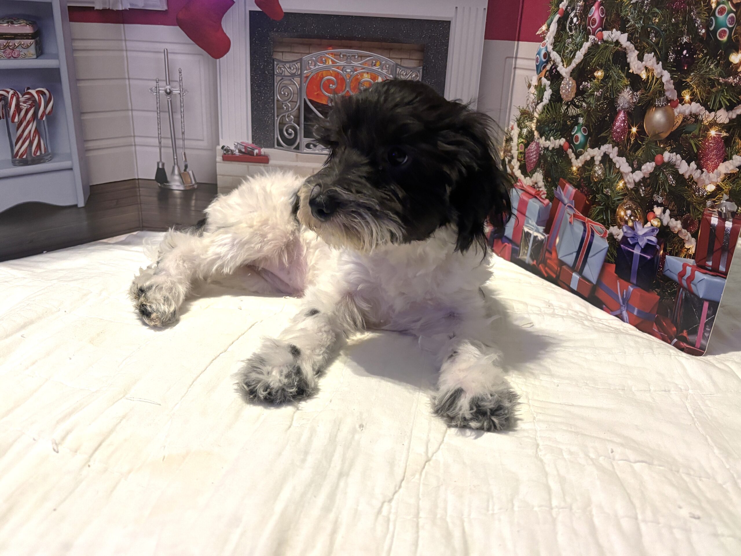 PANDORA – Bichon Mix $1500