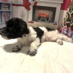 PANDORA – Bichon Mix $1500