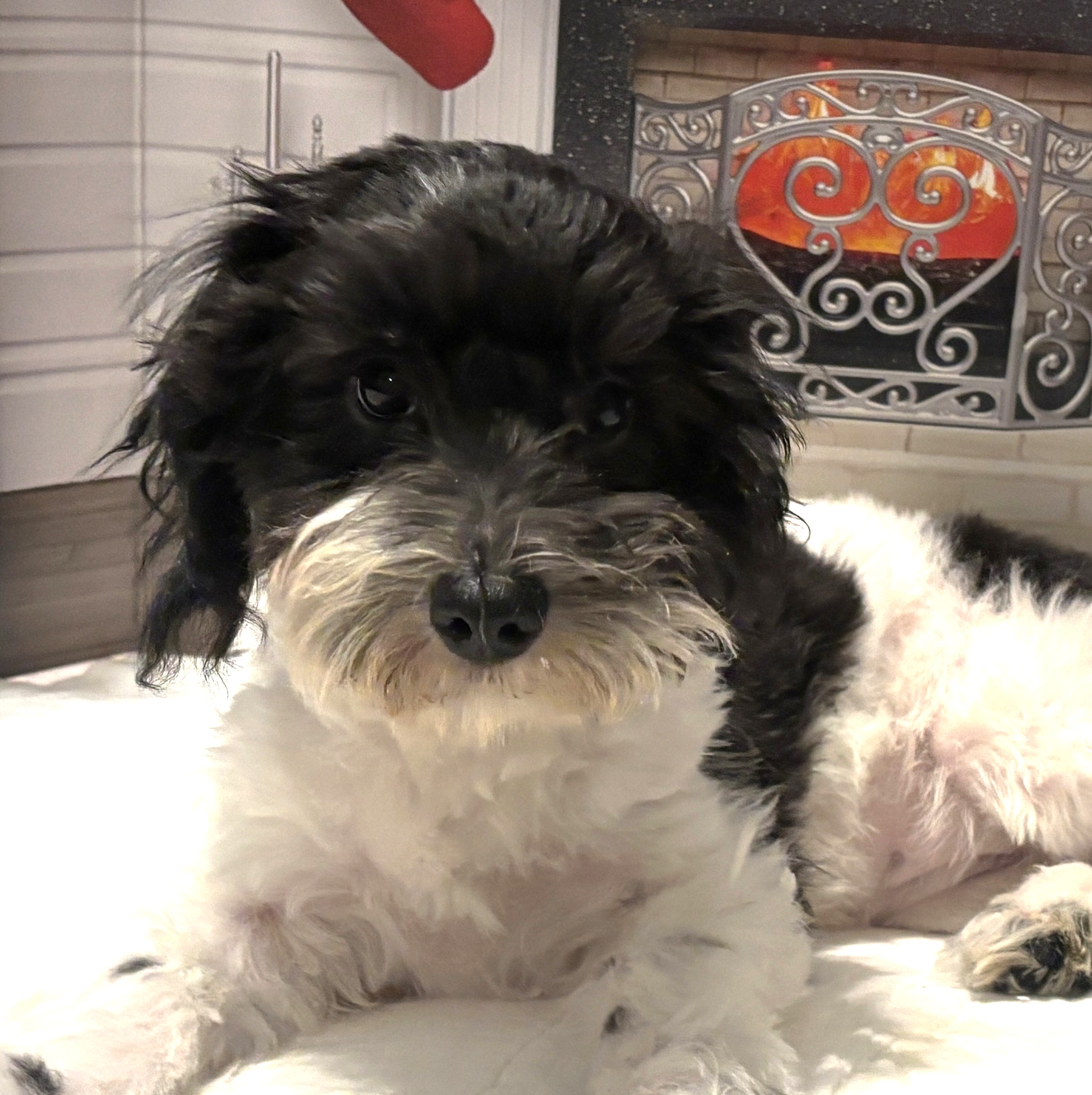 PANDORA – Bichon Mix $1500