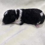 Rocky – Miniature Schnoodle $2300