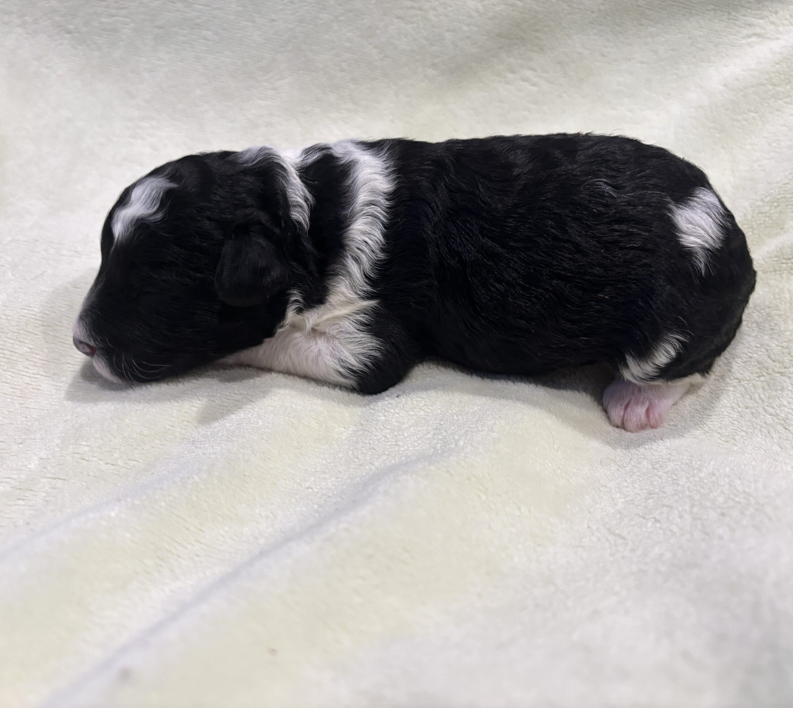 Rocky – Miniature Schnoodle $2300