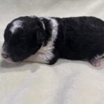 Rocky – Miniature Schnoodle $2300