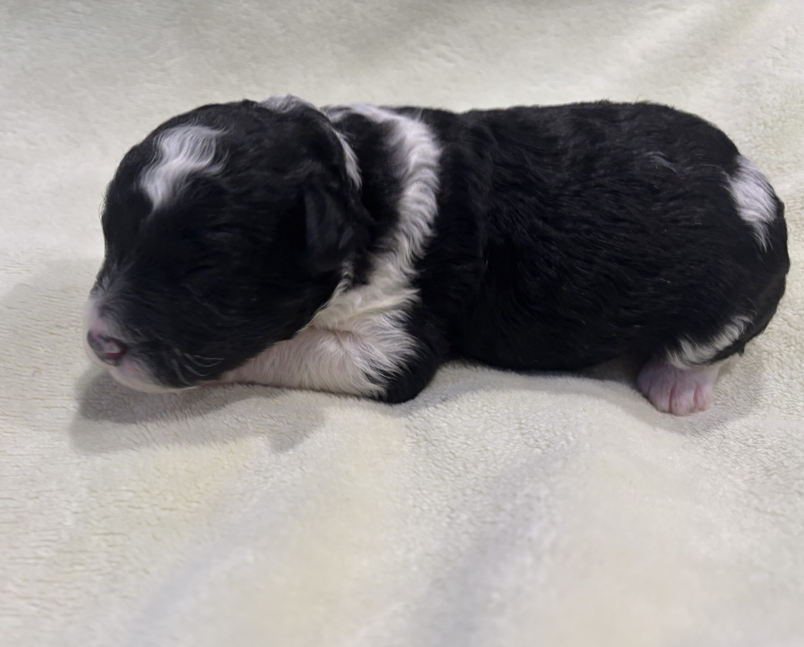 Rocky – Miniature Schnoodle $2300