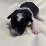 Rocky – Miniature Schnoodle $2300