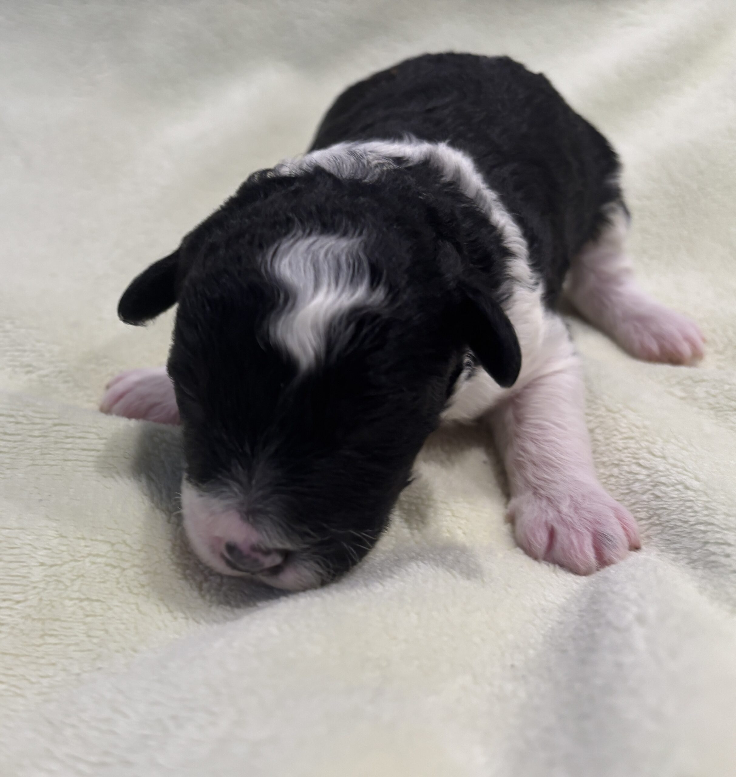 Rocky – Miniature Schnoodle $2300