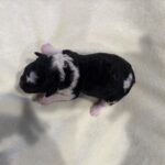 Rocky – Miniature Schnoodle $2300