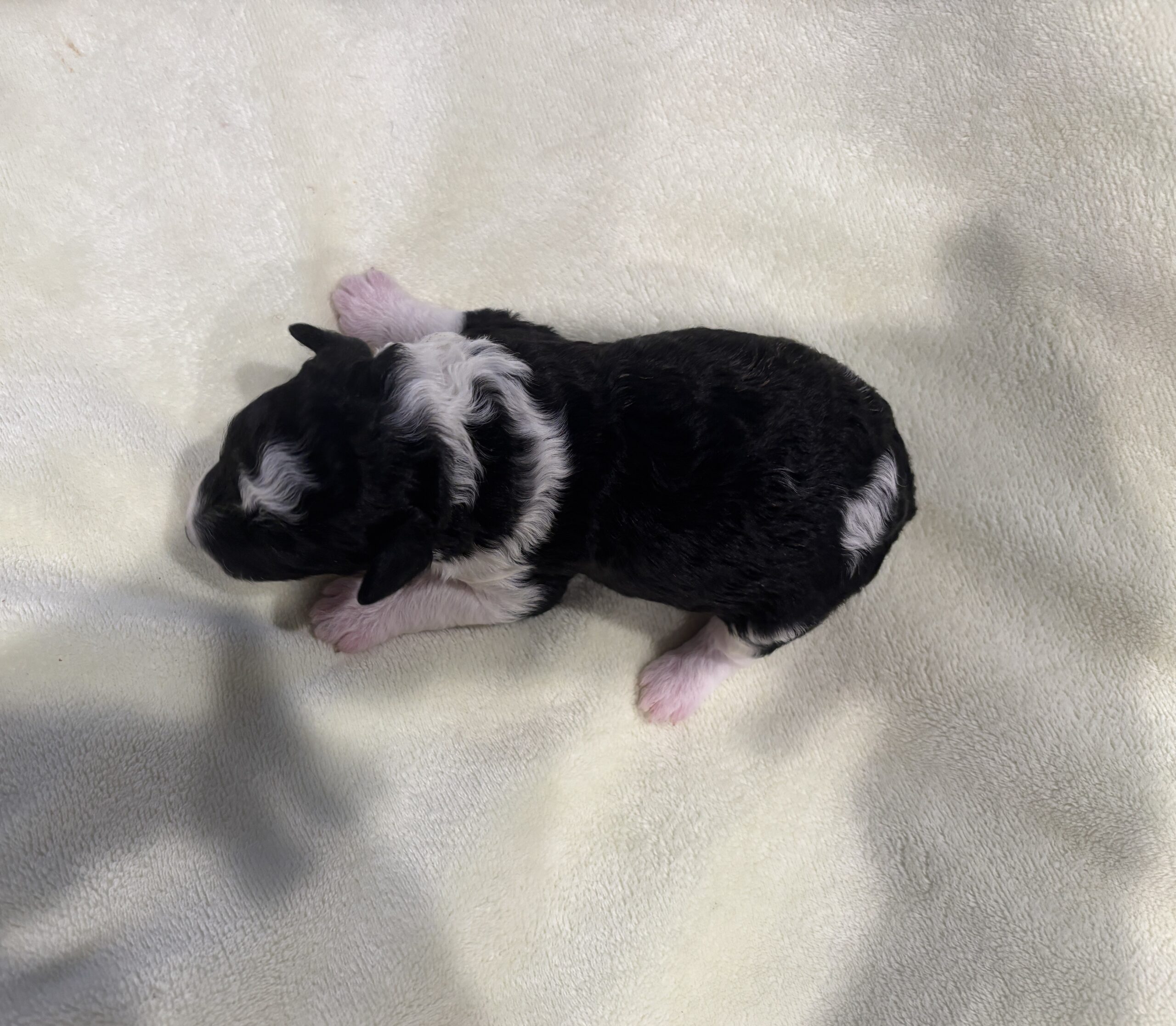 Rocky – Miniature Schnoodle $2300