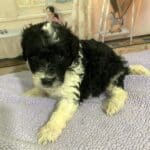 Rocky – Miniature Schnoodle $2300