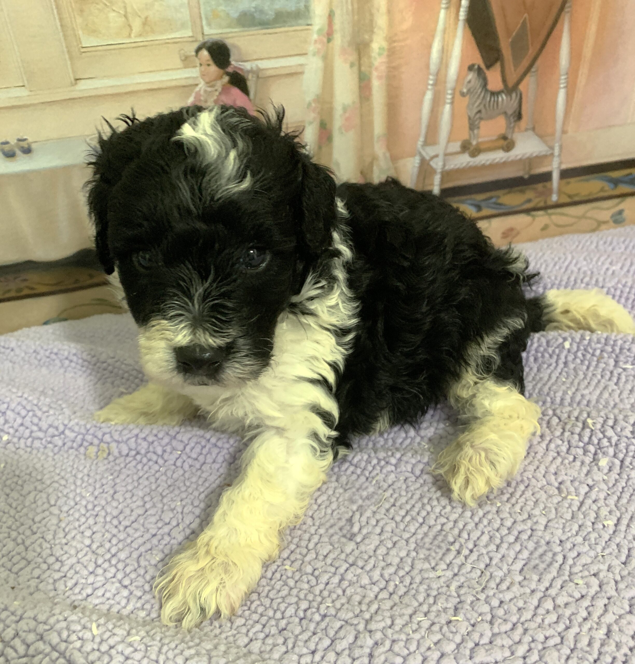 Rocky – Miniature Schnoodle $2300