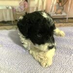Rocky – Miniature Schnoodle $2300