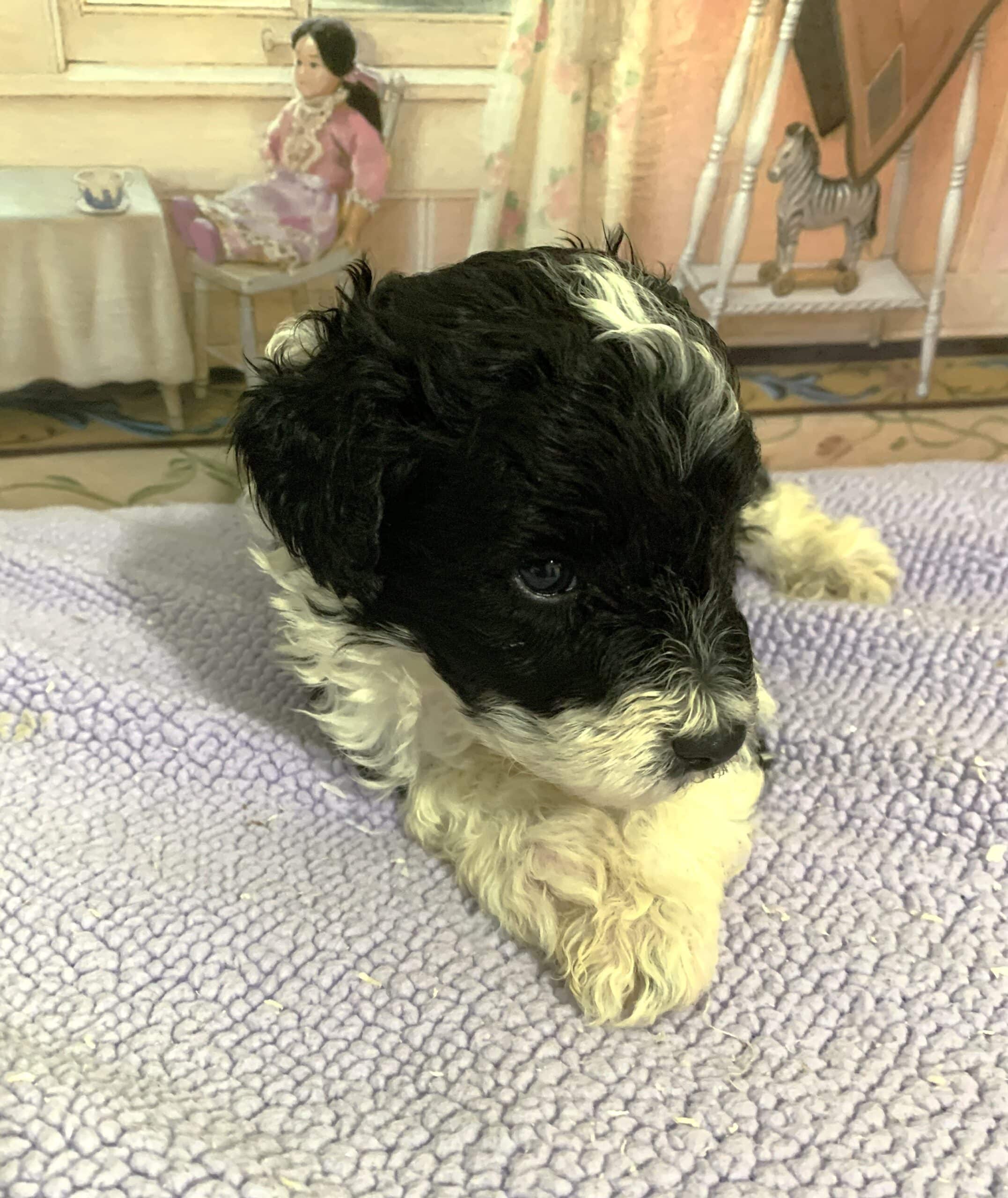 Rocky – Miniature Schnoodle $2300