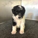 Rocky – Miniature Schnoodle $2300