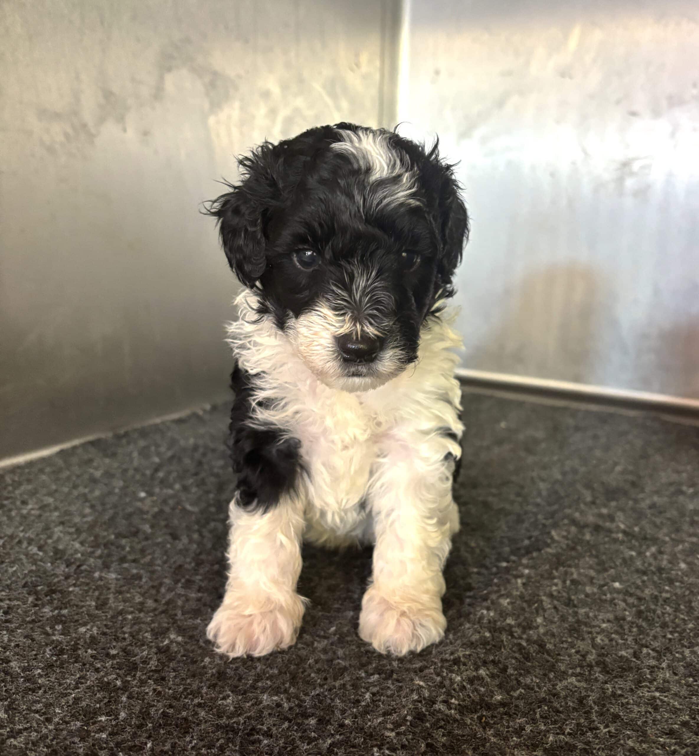 Rocky – Miniature Schnoodle $2300