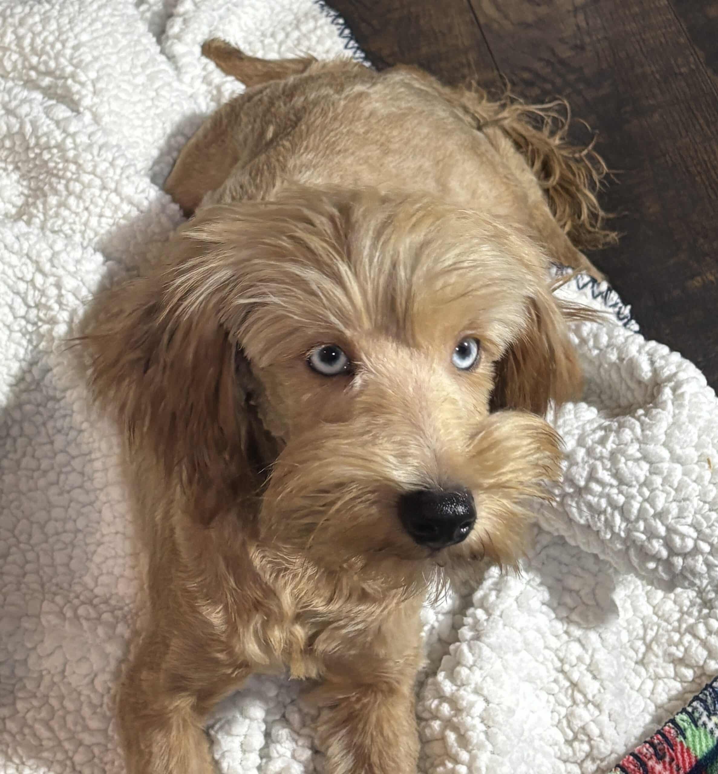 ANNA – Miniature Schnoodle $2500