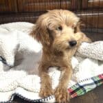 ANNA – Miniature Schnoodle $2500