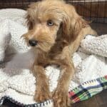 ANNA – Miniature Schnoodle $2500