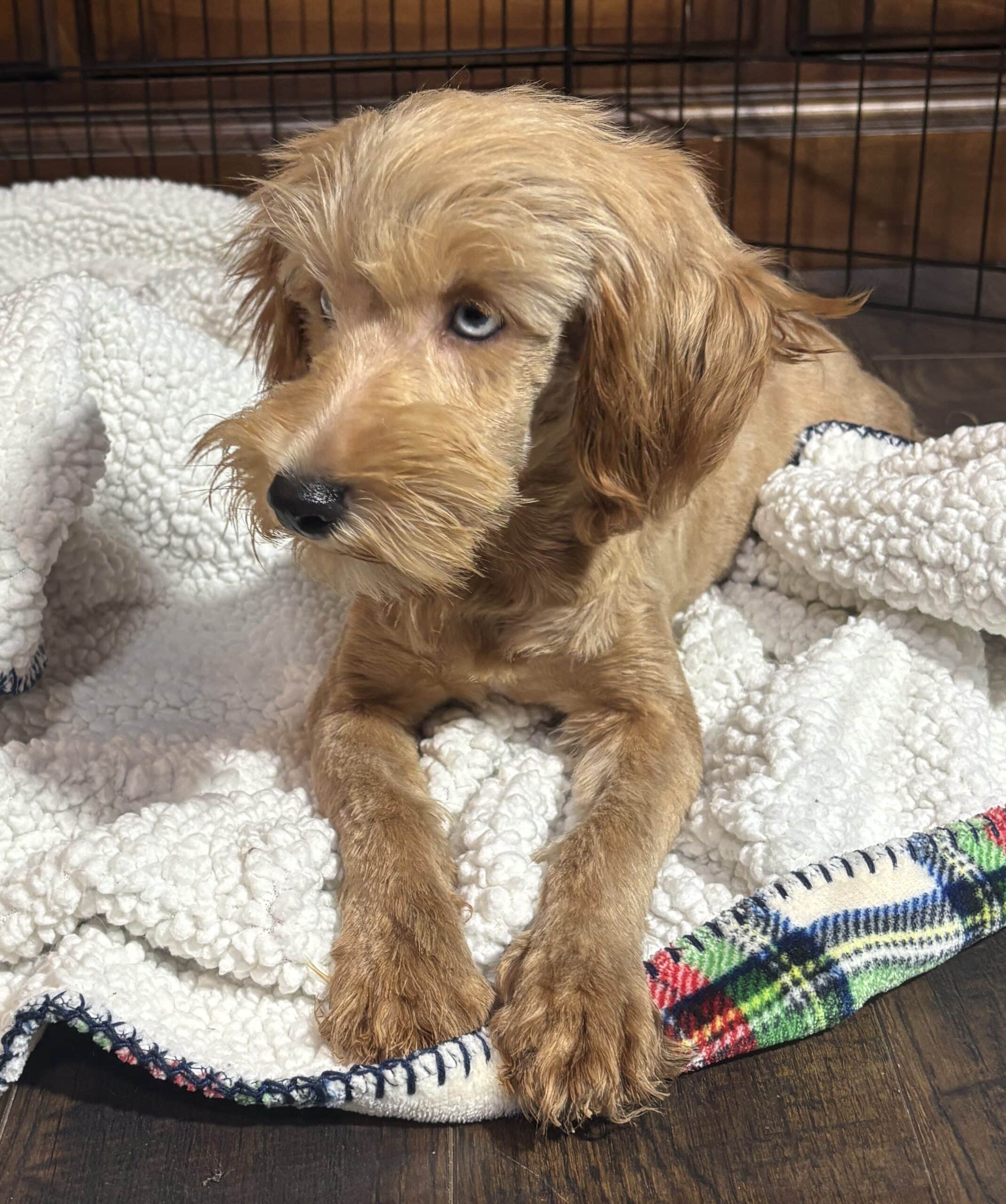 ANNA – Miniature Schnoodle $2500