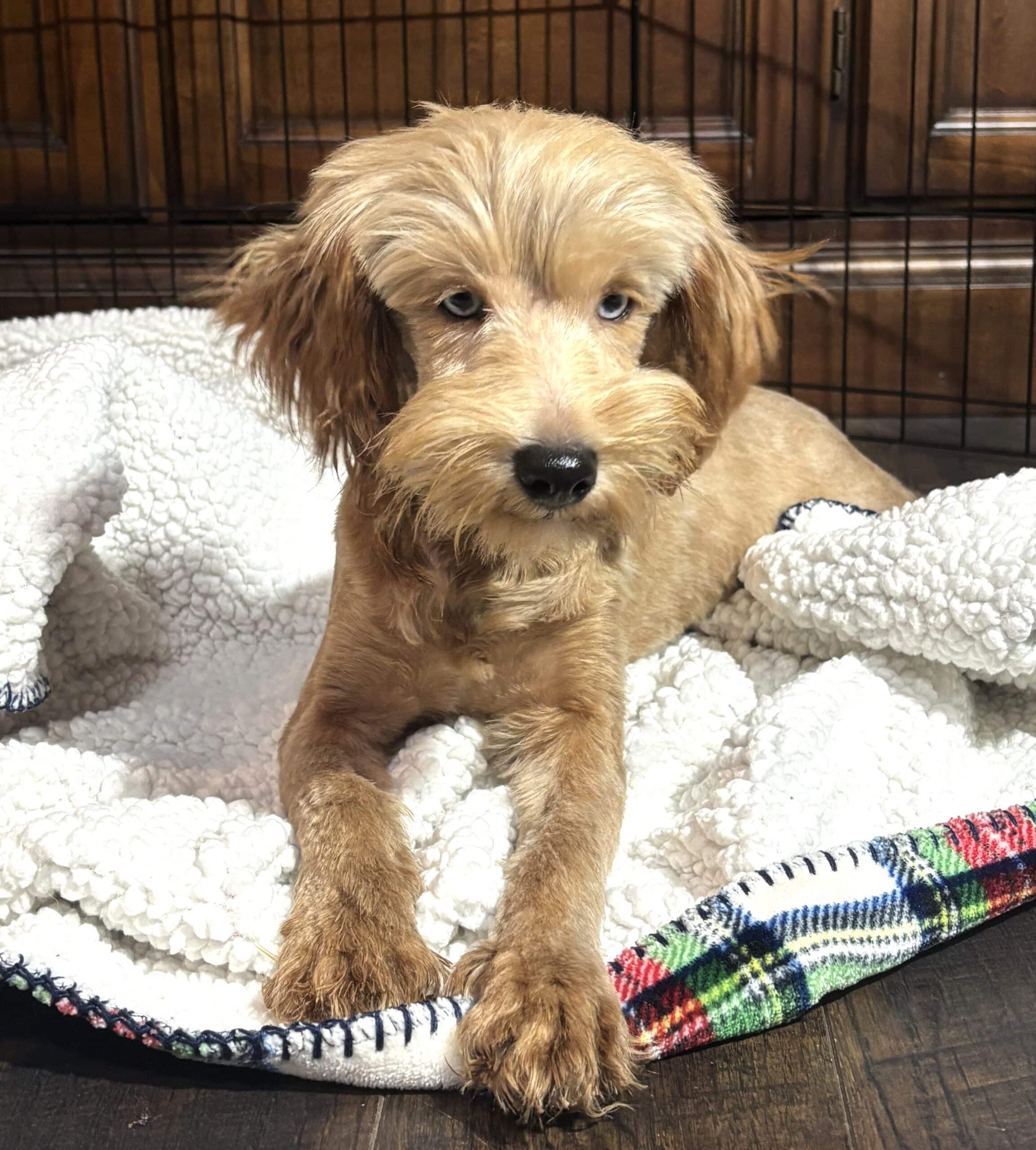 ANNA – Miniature Schnoodle $2500