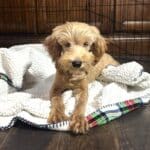 ANNA – Miniature Schnoodle $2500