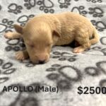 EMILY’S Schnoodle Litter (Click ‘View Detail’ to see Photos)