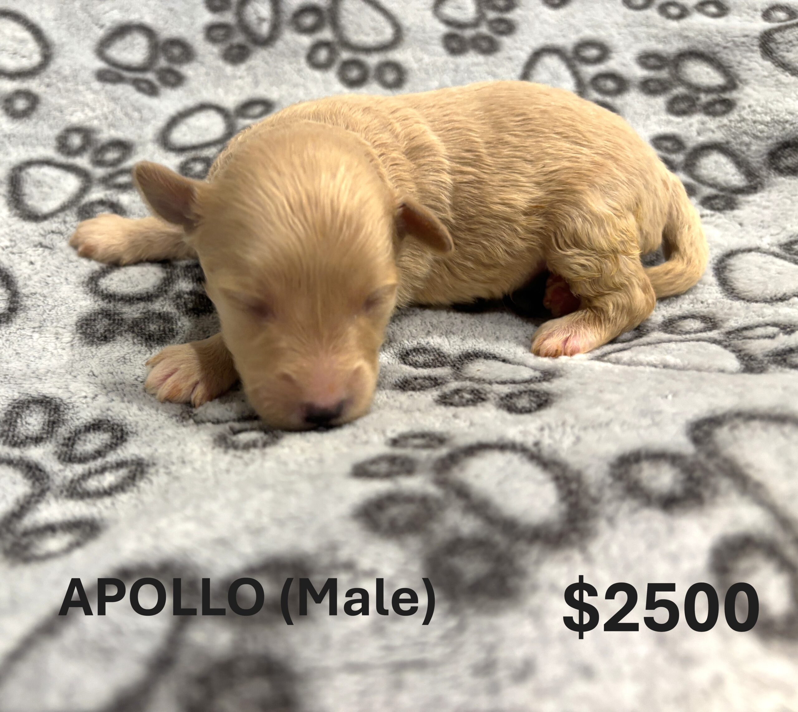 EMILY’S Schnoodle Litter (Click ‘View Detail’ to see Photos)