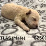 EMILY’S Schnoodle Litter (Click ‘View Detail’ to see Photos)