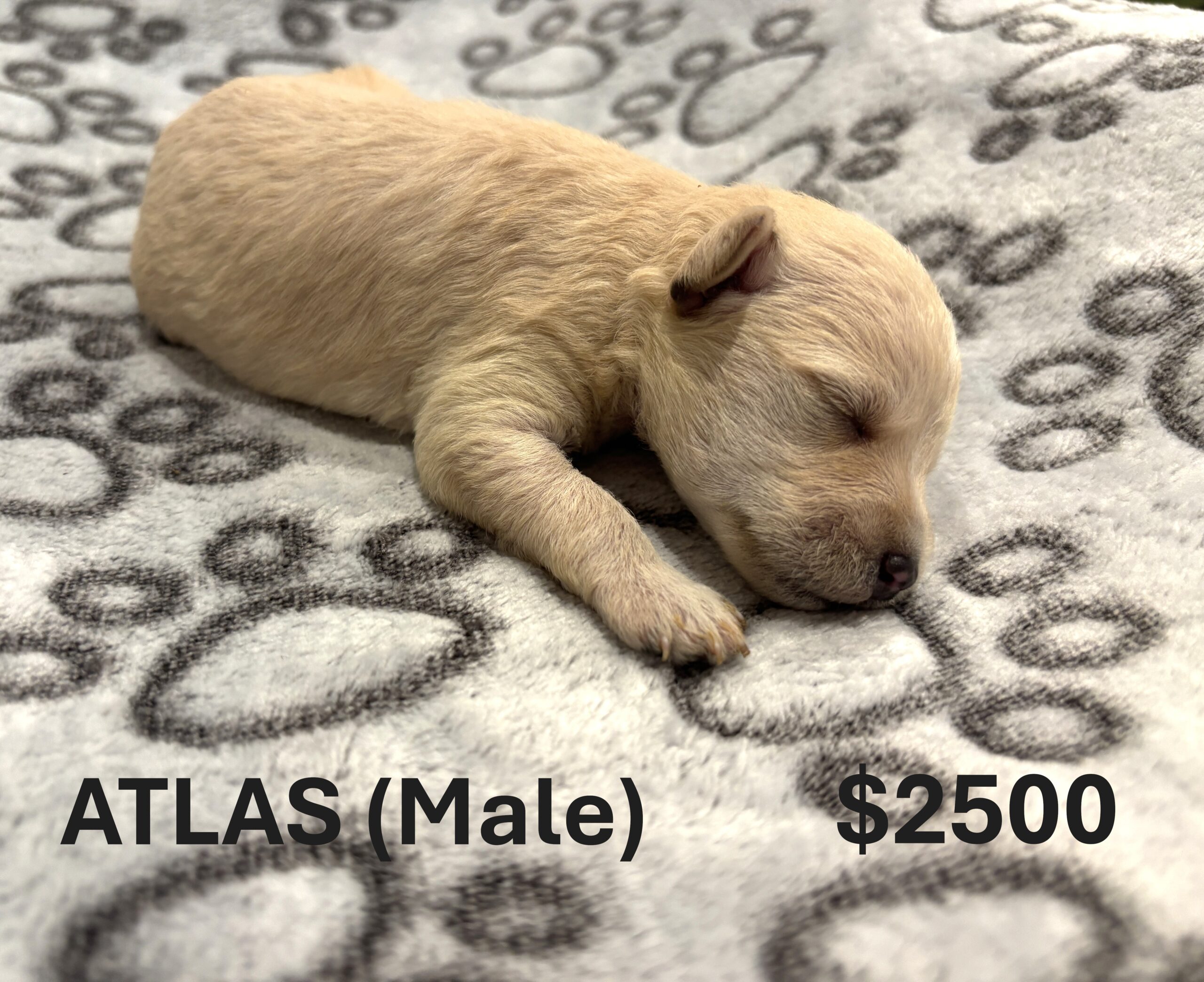 EMILY’S Schnoodle Litter (Click ‘View Detail’ to see Photos)