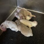 AUTUMN’S Schnoodle Litter