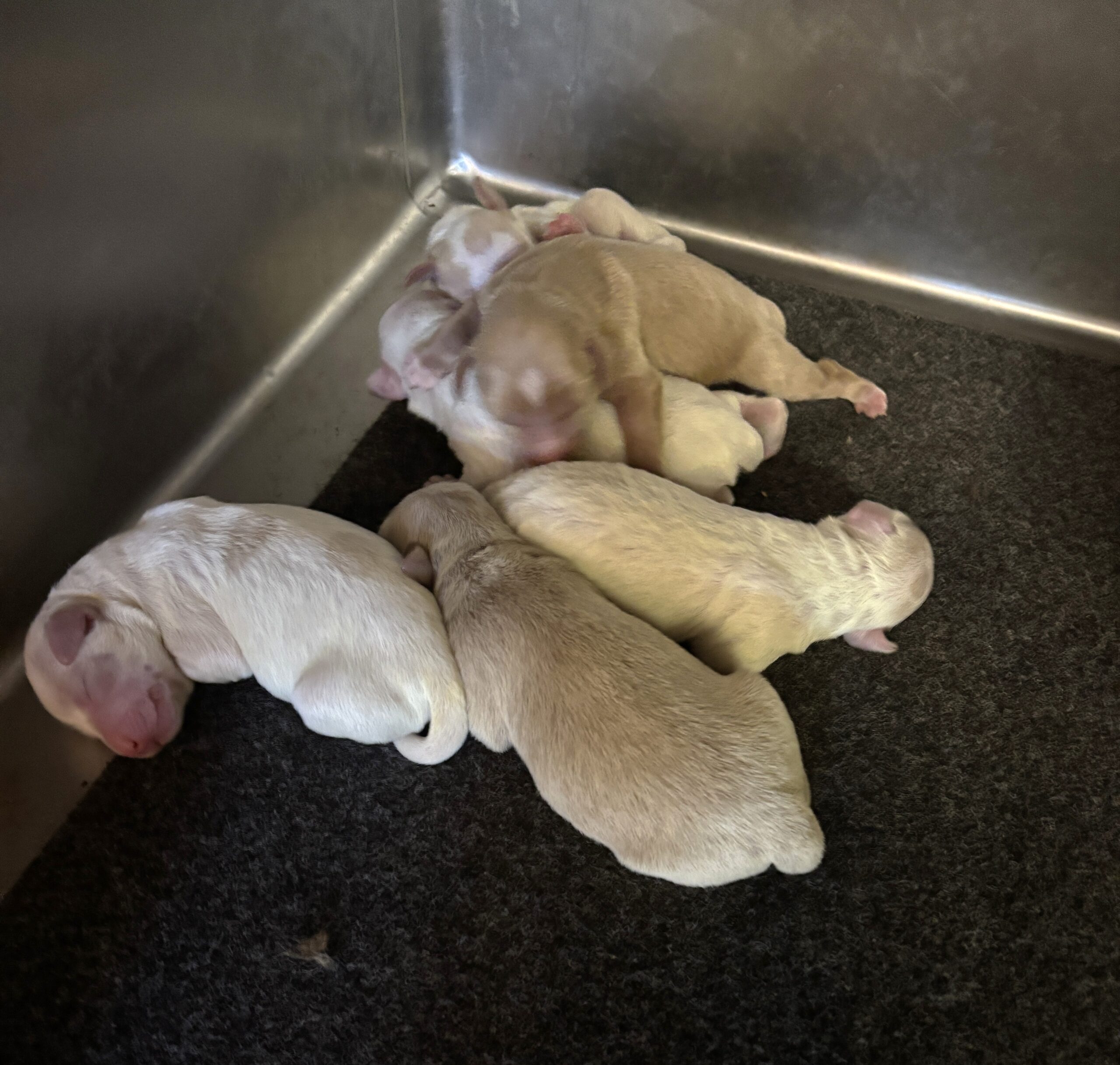 AUTUMN’S Schnoodle Litter