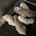 AUTUMN’S Schnoodle Litter