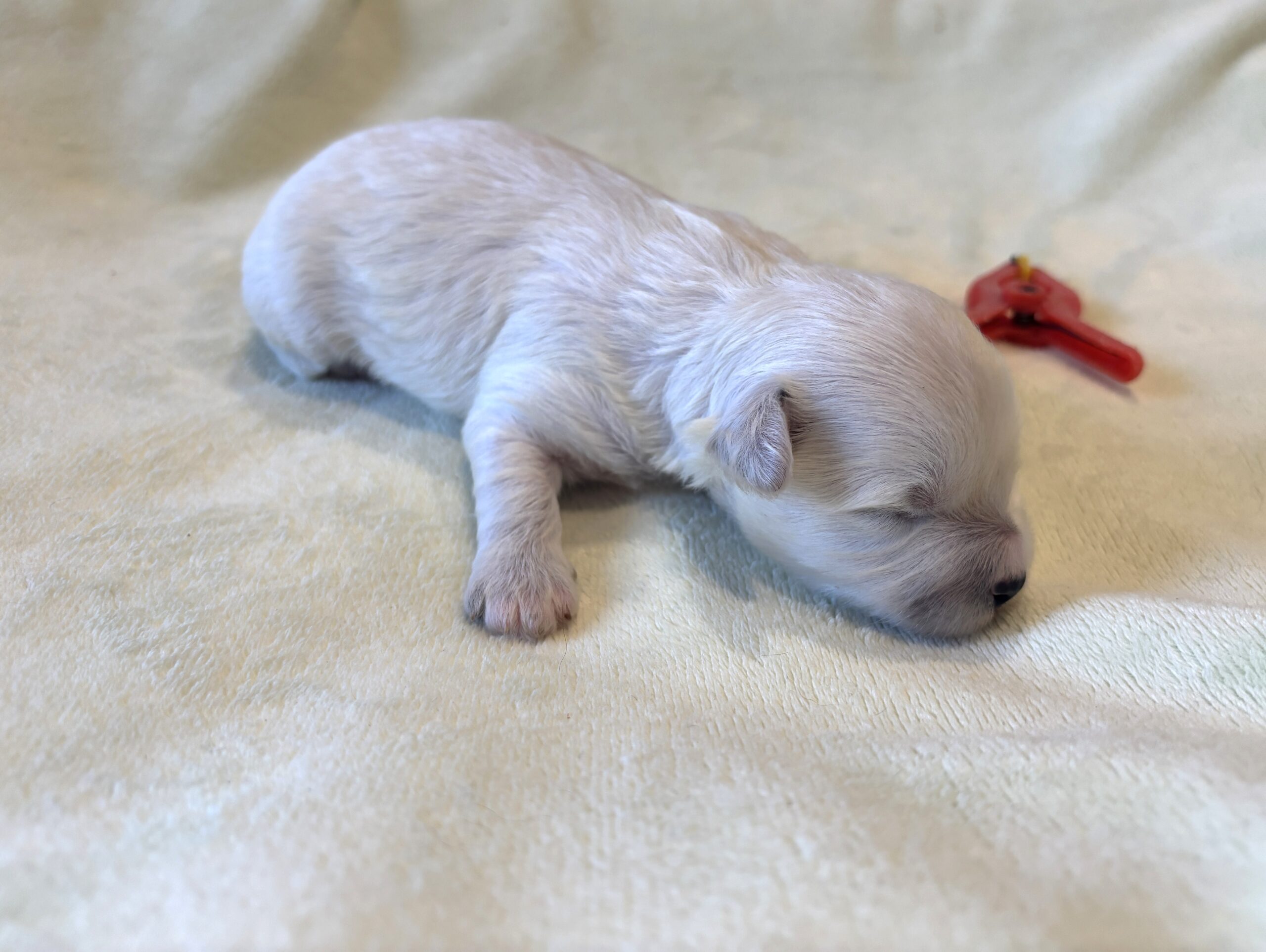 BETTY – Bichon Mix $1800