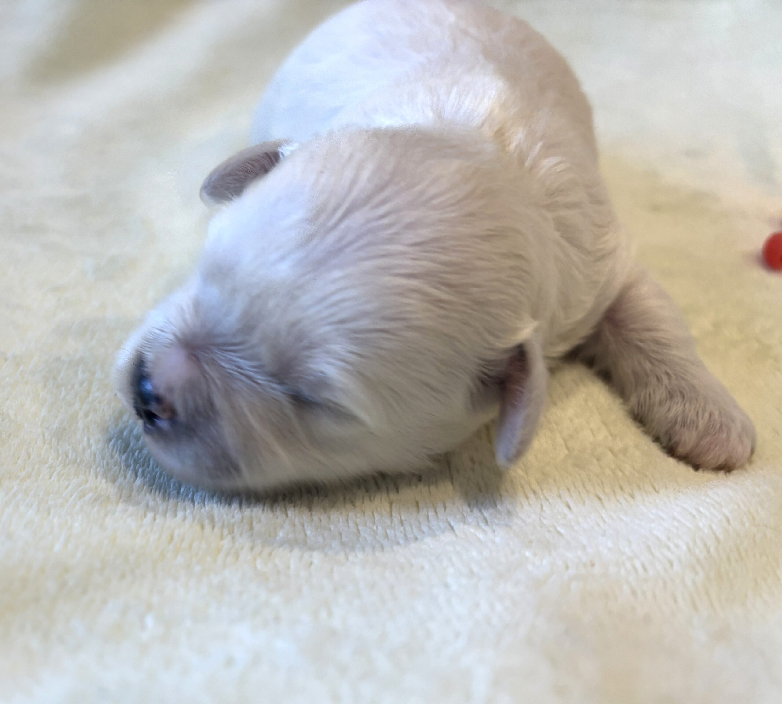 BETTY – Bichon Mix $1800