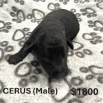 EMILY’S Schnoodle Litter (Click ‘View Detail’ to see Photos)