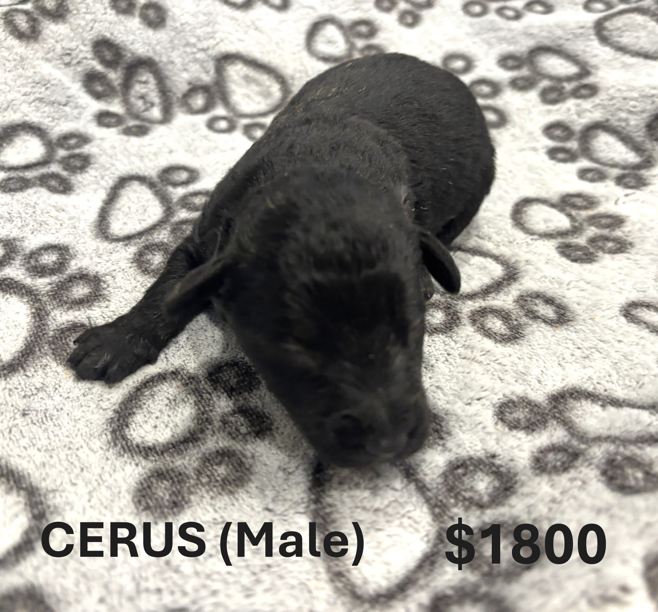 EMILY’S Schnoodle Litter (Click ‘View Detail’ to see Photos)