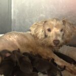 CHARITY’S Schnoodle Litter