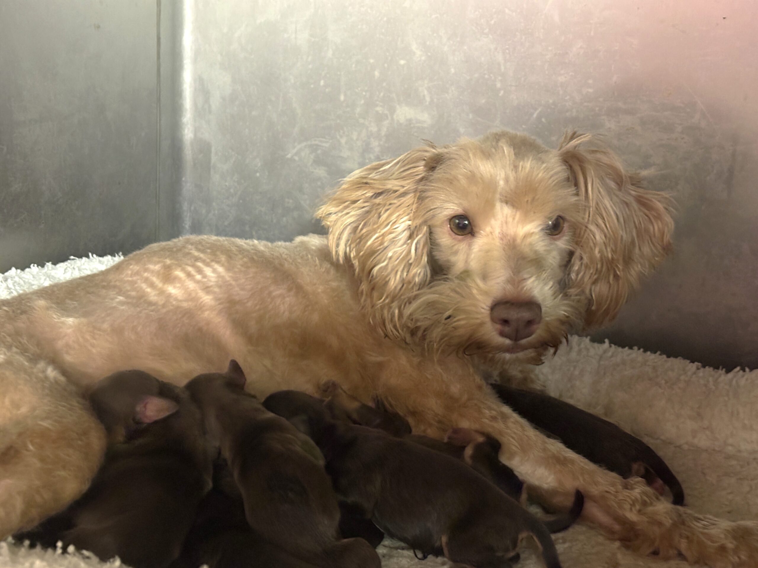 CHARITY’S Schnoodle Litter