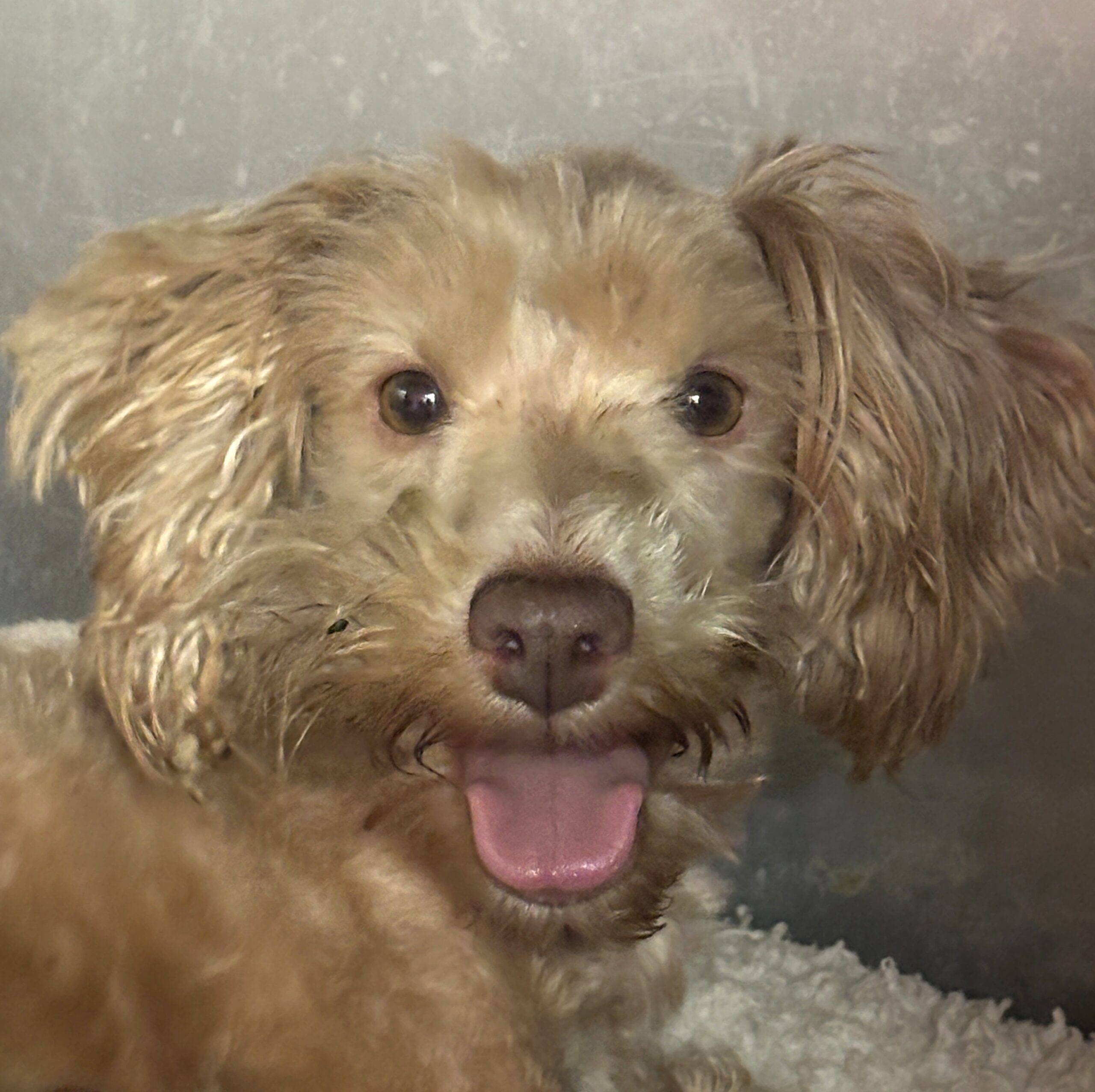 CHARITY’S Schnoodle Litter