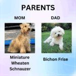 PEBBLES – Bichon Mix $1800